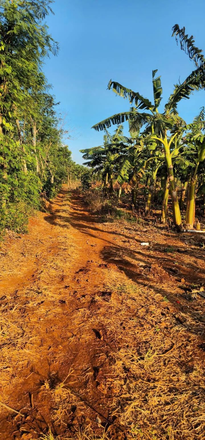 Bán vườn chuối đất đỏ bazan huyện Cư M'gar 1.000m² - Giá hời chỉ 1.95 tỷ!