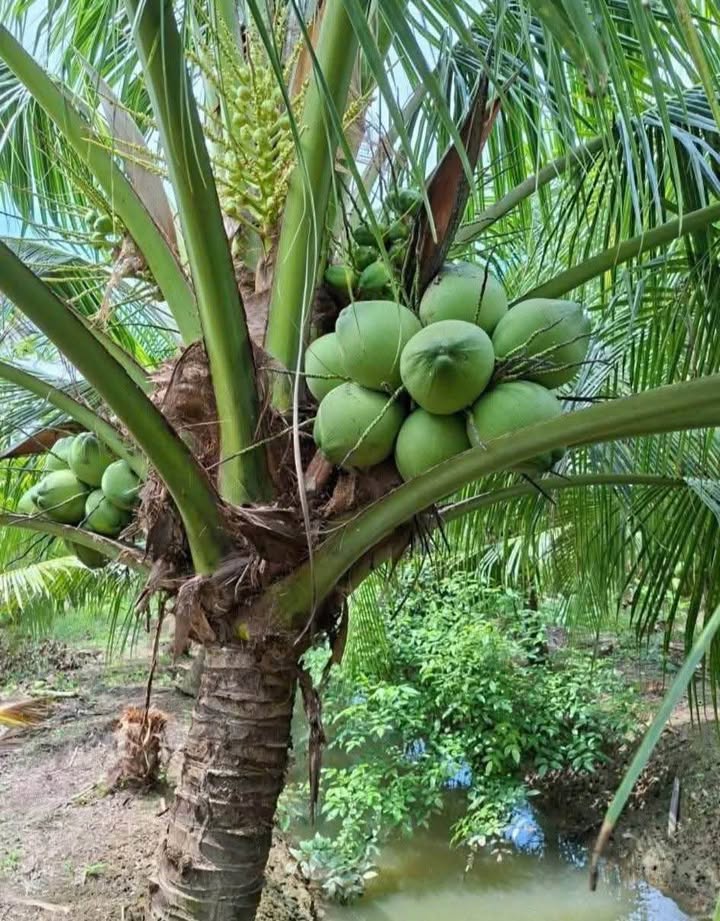 Vườn dừa Giao Long 2300m² giá 1.495 tỷ - Pháp lý rõ ràng, thương lượng tốt!