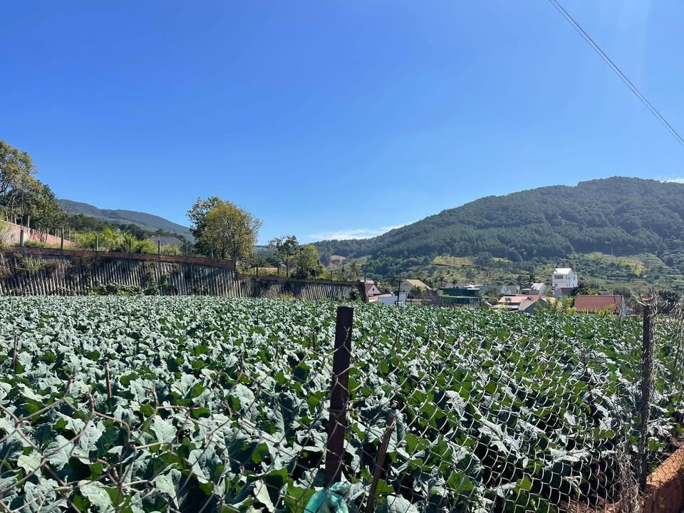 Đất nền thổ cư 270m² tại xã Tân Hội, giá chỉ 1.55 tỷ - Cơ hội đầu tư hấp dẫn!