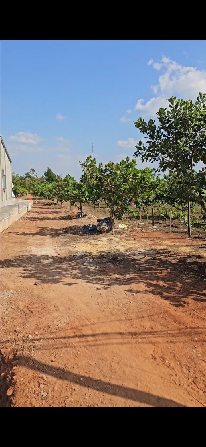 Lô vườn mặt tiền nhựa xã Thanh Hòa, huyện Bù Đốp, 2600m² - Sẵn sàng thu hoạch ngay!