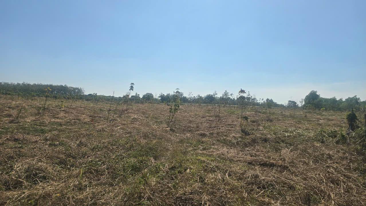 Đất trống 25.000m² tại Lộc Phú, Lộc Ninh - Giá 3.5 tỷ, đầu tư sinh lời!