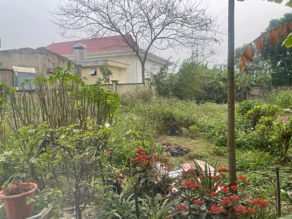 Đất nền Phú Châu, Ba Vì 150m² - Giá tốt chưa từng có!