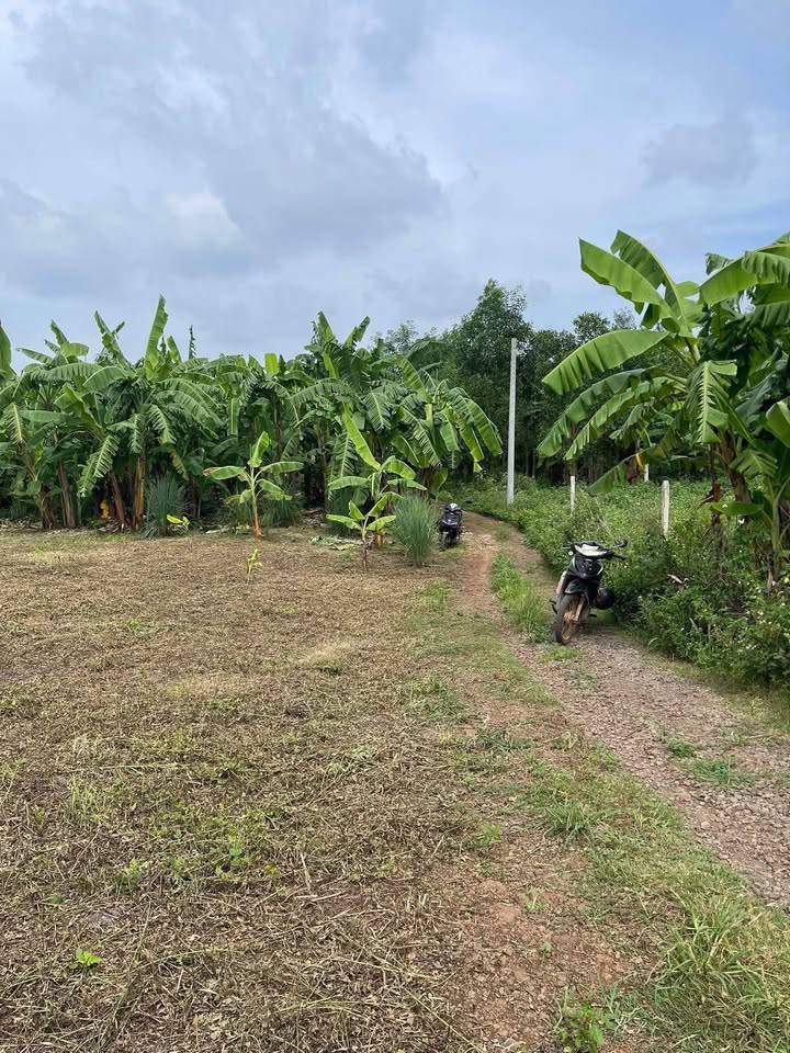 Đất nền 1000m² tại Gia Kiệm, Thống Nhất chỉ 600 triệu - Cần sang gấp!