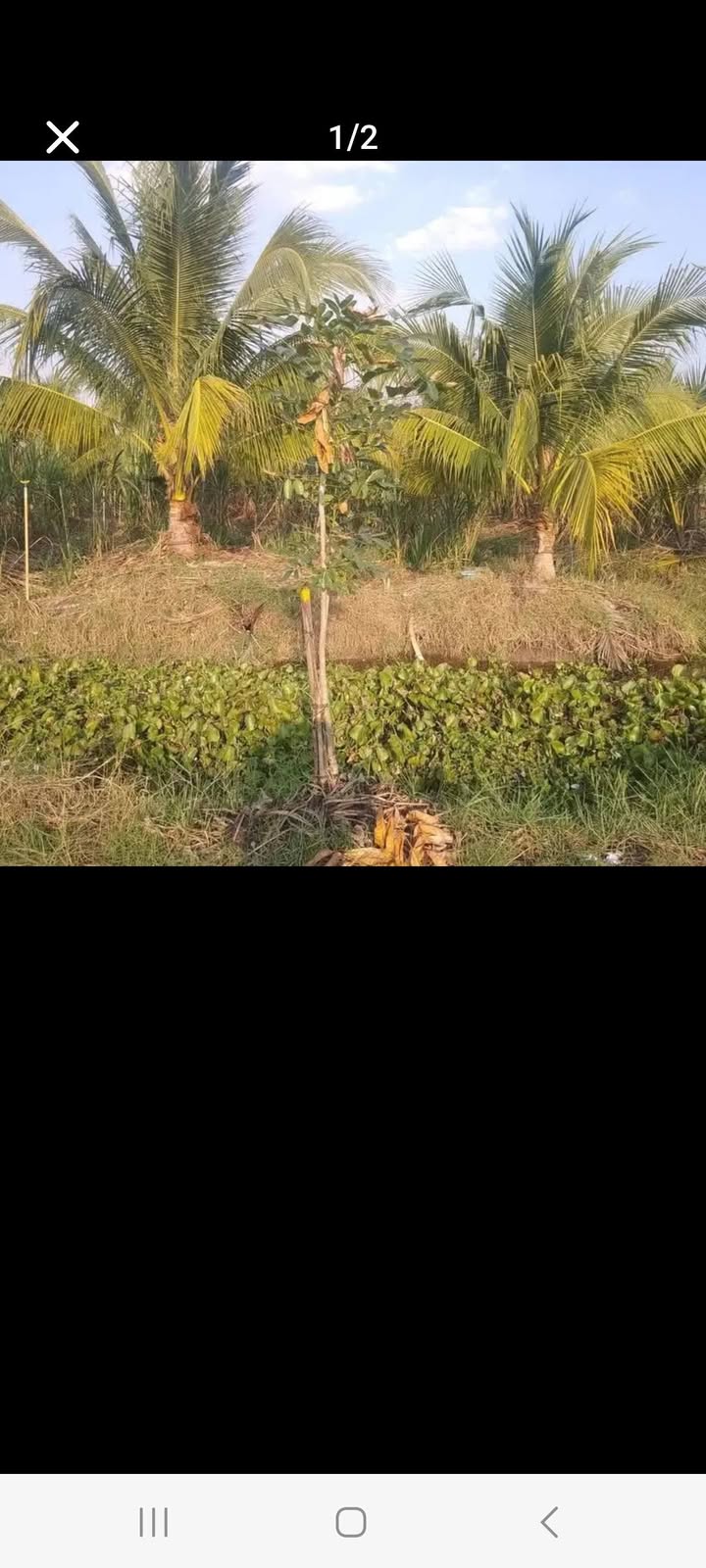 Đất vườn Giòng Cà, Phường Ninh Sơn, 1300m² giá 550 triệu - Đang cho trái dừa!