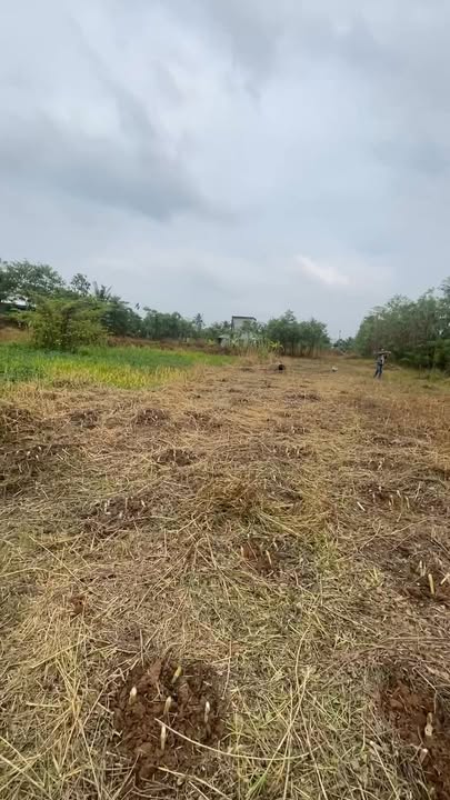 Đất nền mặt tiền TL864, xã Song Thuận, Châu Thành, Tiền Giang - Giá 53 tỷ - Pháp lý rõ ràng!