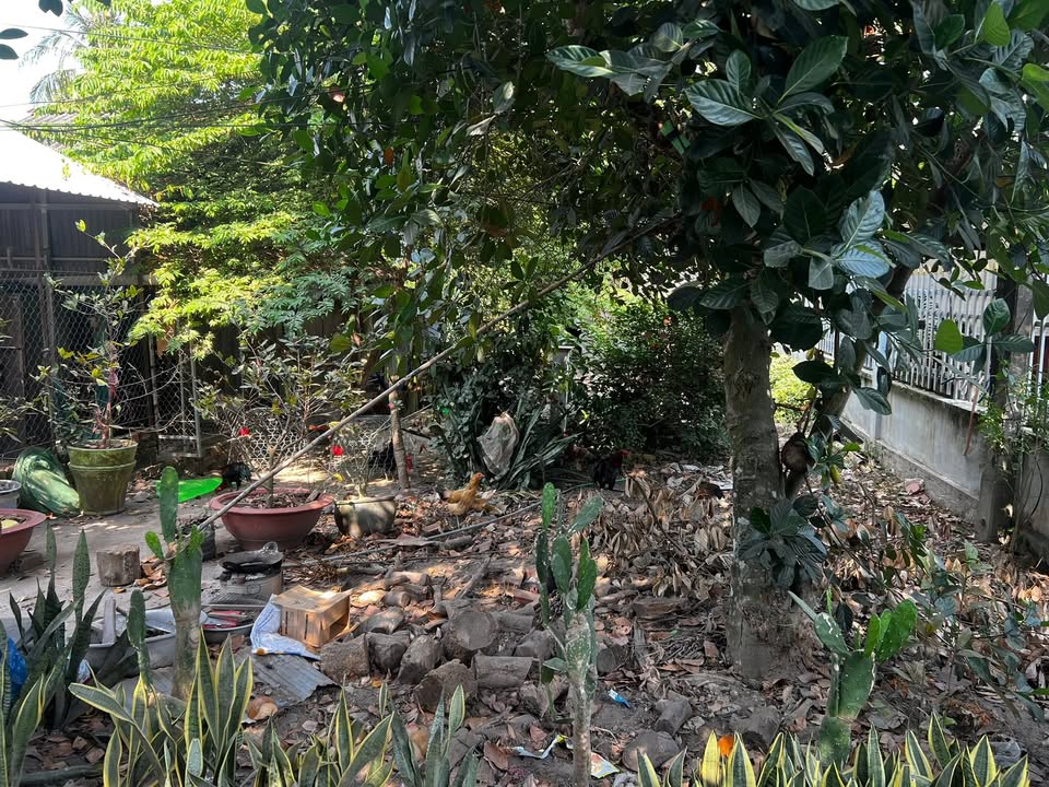 Đất nền thổ cư 300m² mặt tiền đường Tân Thạnh, giá 800 triệu - Gần sông thoáng mát!