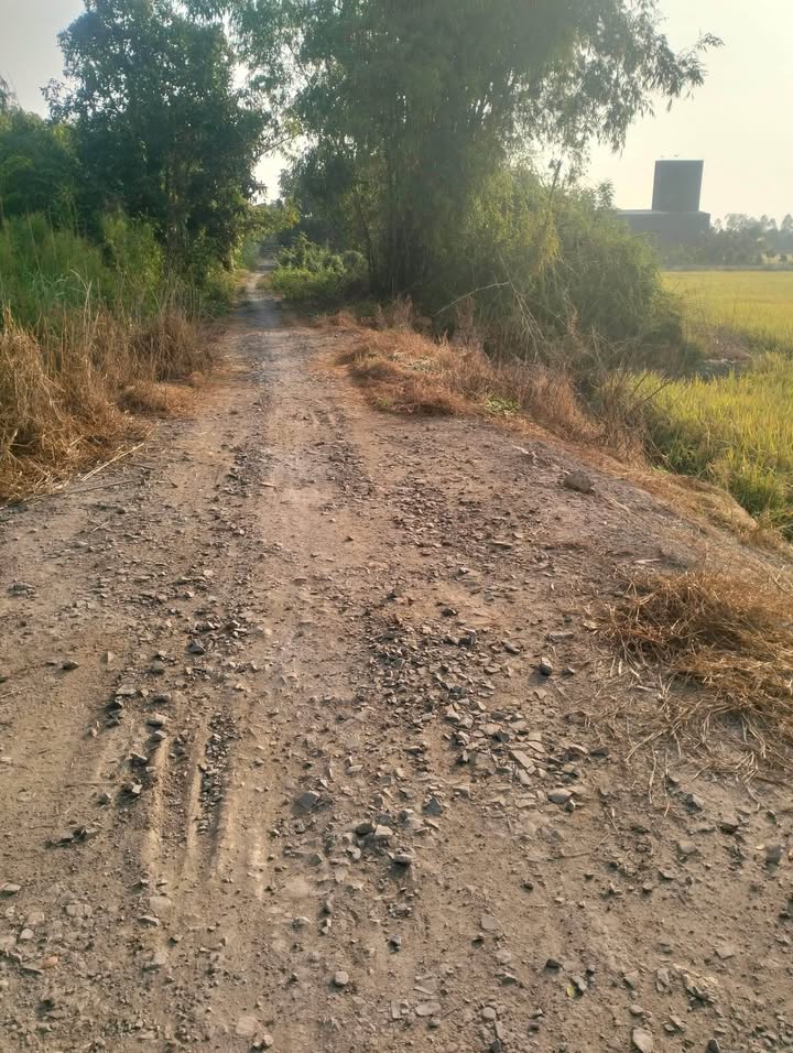 Đất nền thổ cư 2500m² tại Tân Nghĩa, Đồng Tháp - Giá chỉ 630 triệu!