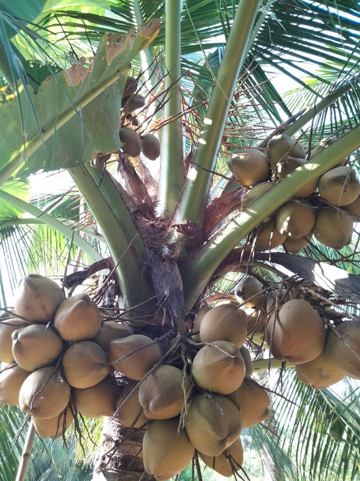 Farm 90,000m² tại Xã Thiện Mỹ, Huyện Trà Ôn - Giá chỉ 190 triệu - Đầu tư sinh lời ngay!