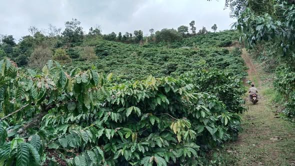 Rẫy Cư Né, Krong Buk, Đăk Lăk 2.4ha giá chỉ 3.85 tỷ - Cơ hội đầu tư hấp dẫn!