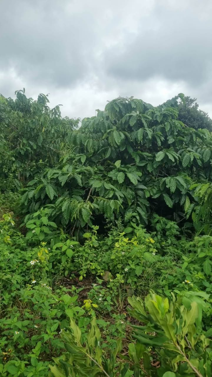 Farm cà phê 5000m² tại Ea Dăh, Krông Năng - Giá chỉ 1.5 tỷ