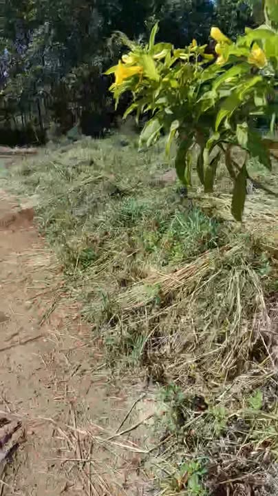 Đất Farm 360m² tại xã Sông Trầu, Trảng Bom - Giá chỉ 950 triệu!