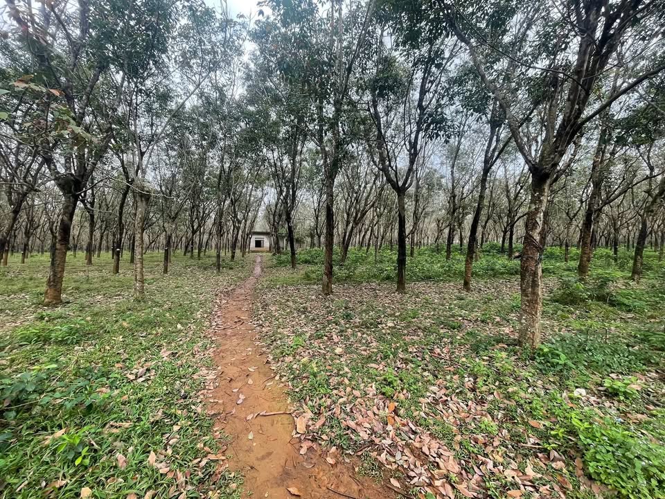 Đất Farm 1,7ha Tại Xã Gio Quang, Huyện Gio Linh - Đang Cạo Cao Su 800k/ngày!