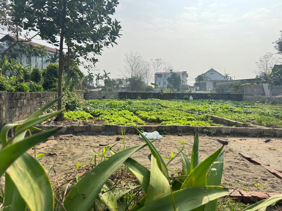 Lô đất Phúc Sơn 80m² giá 1.05 tỷ - Cơ hội đầu tư hiếm có!