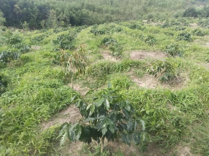 Farm Tân Thành, ĐLiê Ya, 2880m² giá 550 triệu - Đầu tư sinh lời hấp dẫn!