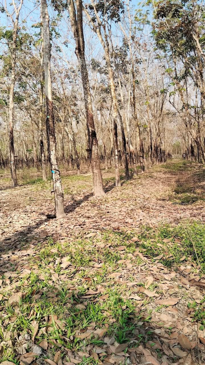 Đất Farm Thạnh Bình, Tây Ninh 15.300m² giá 1,25 tỷ - Cơ hội đầu tư lý tưởng!