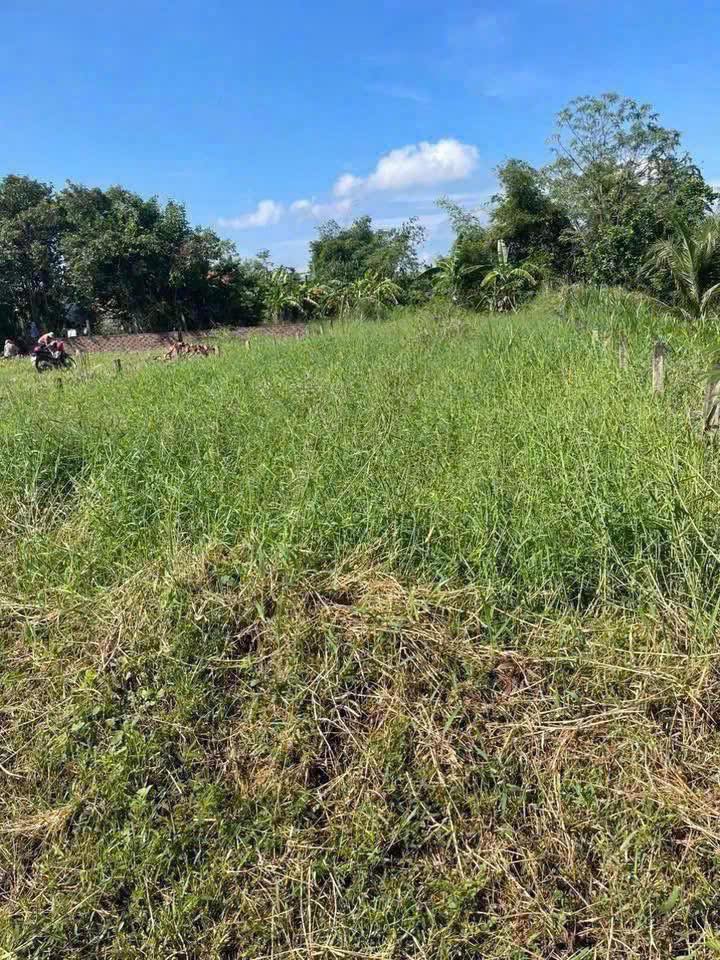 Đất mặt tiền đường Bắc Nam Tân Xuân, Ba Tri 738m² giá 2.5 tỷ - Cơ hội đầu tư tuyệt vời!