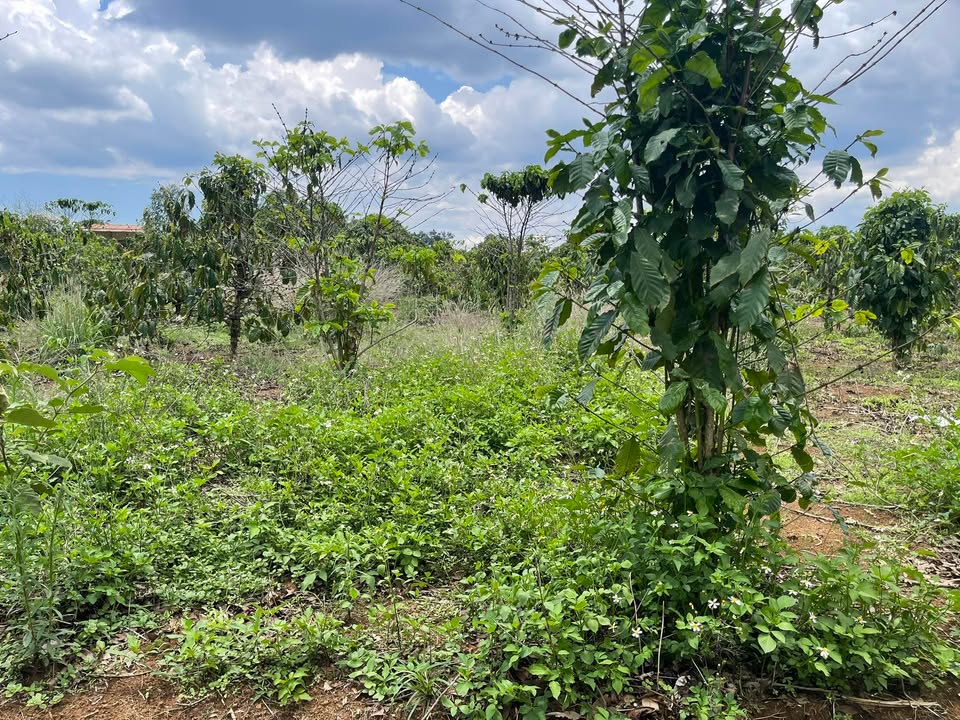 Đất nền 1.000m² tại Làng Păng Gol, Ia Grai, Gia Lai - Sổ hồng riêng, giá chỉ 350 triệu!