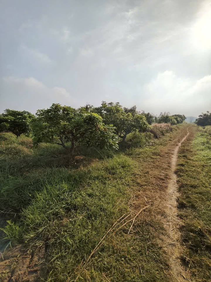 Đất thổ cư Phường Long Hoa 800m² giá 399 triệu - Đường ô tô vi vu, đầu tư sinh lời!