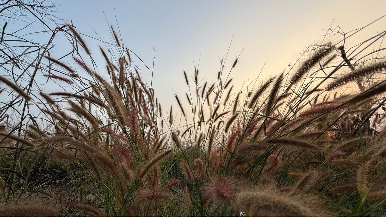 Mảnh vườn đẹp tại Đồng Vương, Yên Thế 1600m² giá 1 tỷ - Đường xe container thuận tiện!