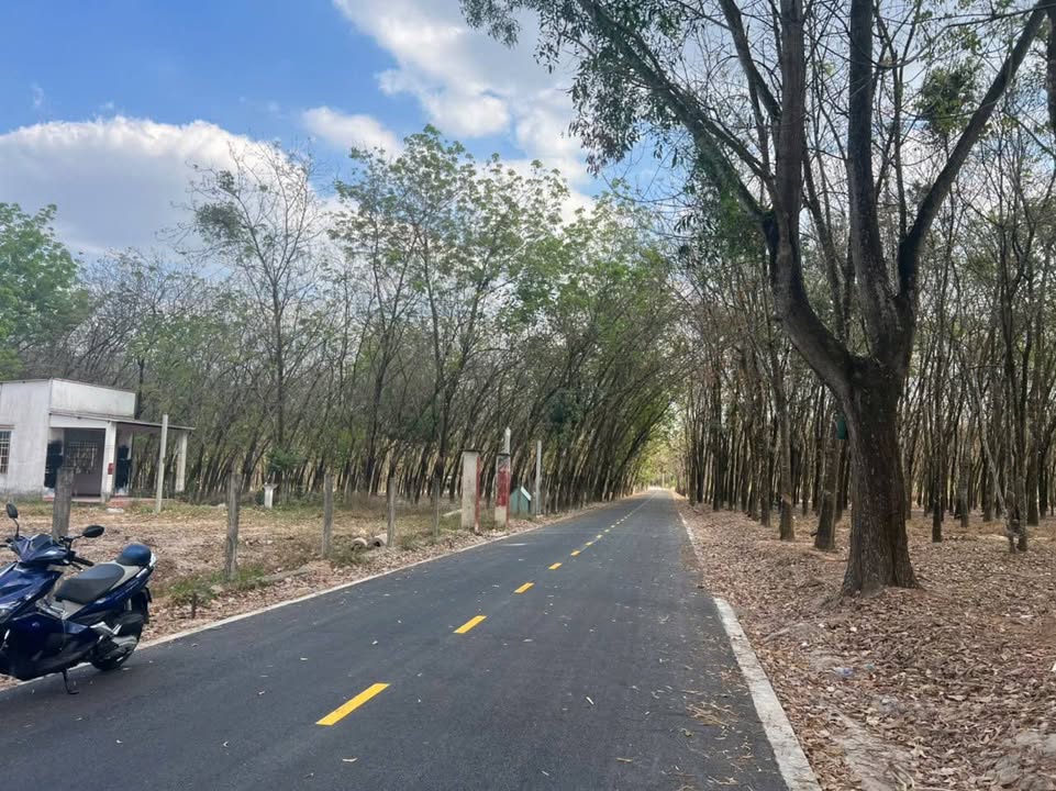 Đất nền 500m² Chánh Phú Hòa, Bến Cát - Giá chỉ 1.5 tỷ - Cơ hội đầu tư tuyệt vời!