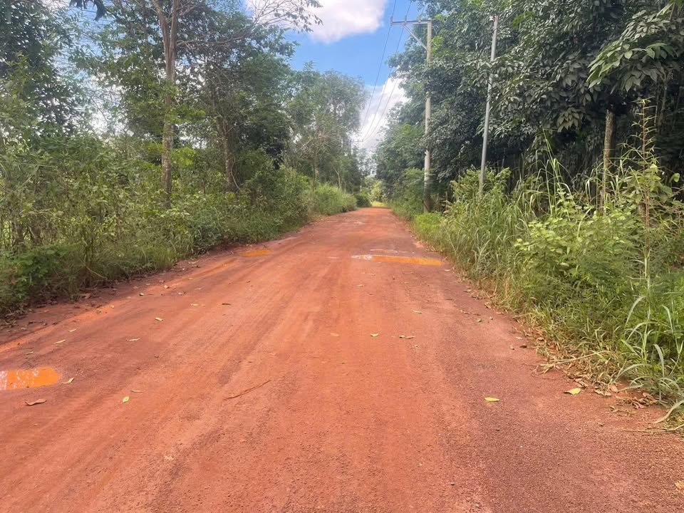 Đất nông nghiệp 9ha tại Long Nguyên, Bàu Bàng - Đầu tư sinh lời lý tưởng!