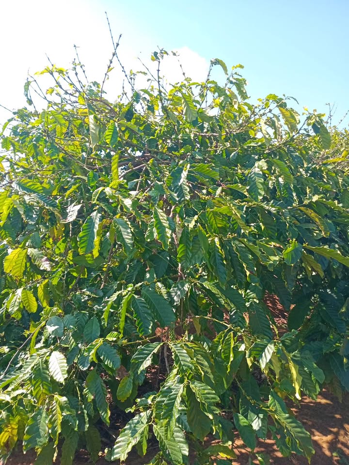 Farm 2,5ha tại Đak Ta Ley, Mang Yang - Sổ đỏ chính chủ, giá 25 tỷ!