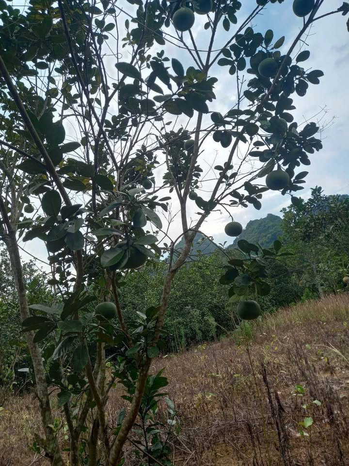 Nhà vườn tại Xã Xuân Quang, Huyện Bảo Thắng, 2783m² giá 720 triệu - Đường ô tô vào tận nơi!