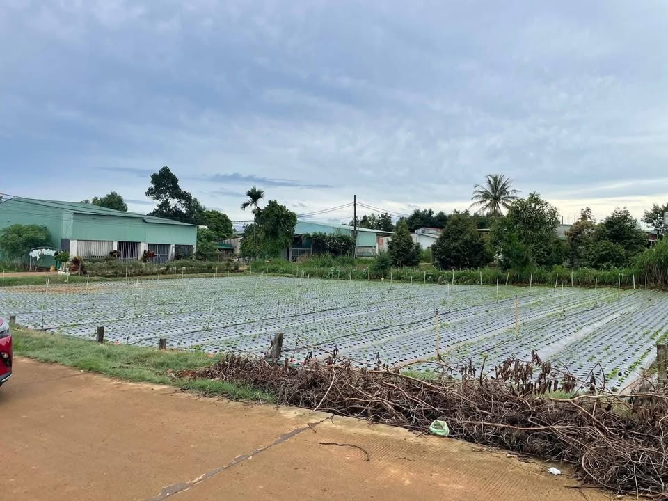 Đất nền liền kề Phạm Văn Hai, An Phú 125m² giá 300 triệu - Cơ hội đầu tư hấp dẫn!