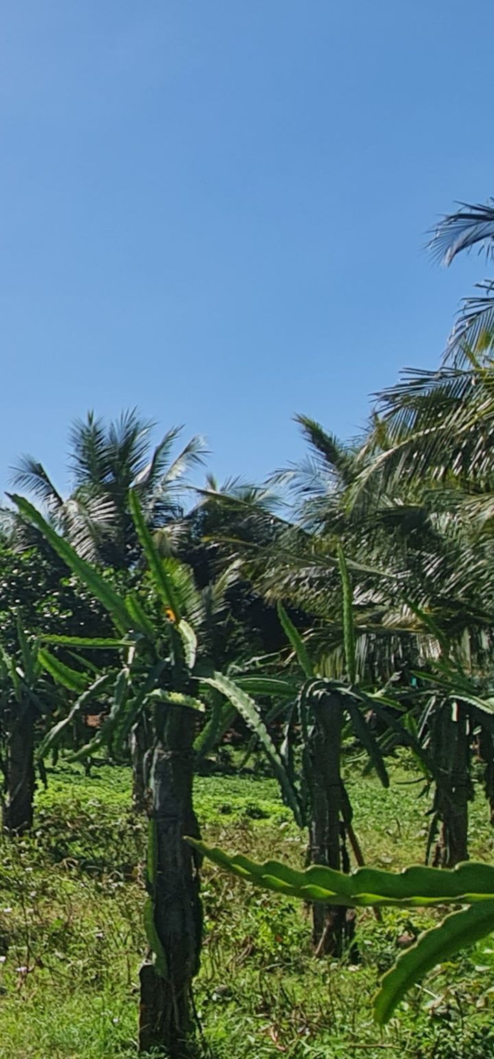 Đất nền 660m² tại Phong Nẫm, Phan Thiết - Ô tô vào tận đất, giá chỉ 680 triệu!