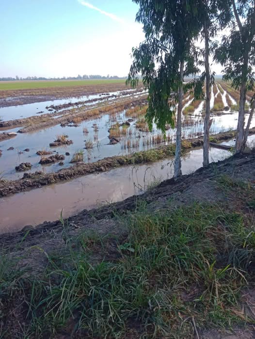 Đất lúa 3 vụ tại xã Văn Giáo, Tịnh Biên 30 công giá 6 tỷ - Đầu tư sinh lời bền vững!