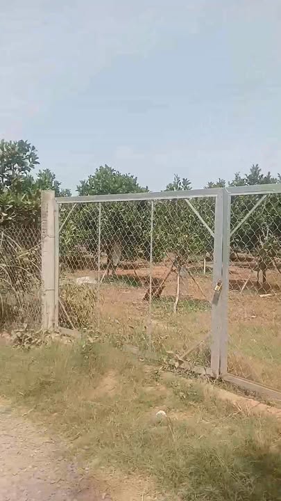 Lô đất vườn 5,4 công tại Long Phú, Tân Châu - Tiềm năng sinh thái lớn!