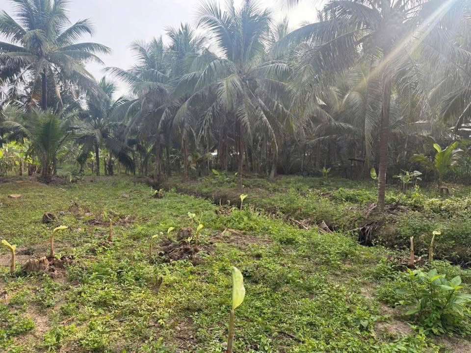 Đất nền Phú Mỹ, Mỏ Cày Bắc, 500m² chỉ 350 triệu - Cơ hội đầu tư tuyệt vời!