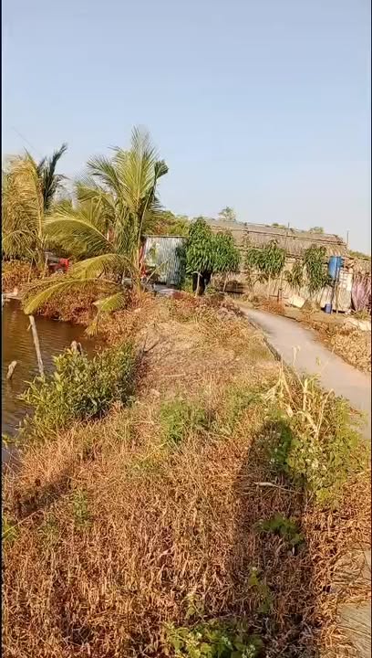 Đất Farm 81.6ha tại Ấp Mai Hoa, Cà Mau giá 2 tỷ - Đầu tư tiềm năng!