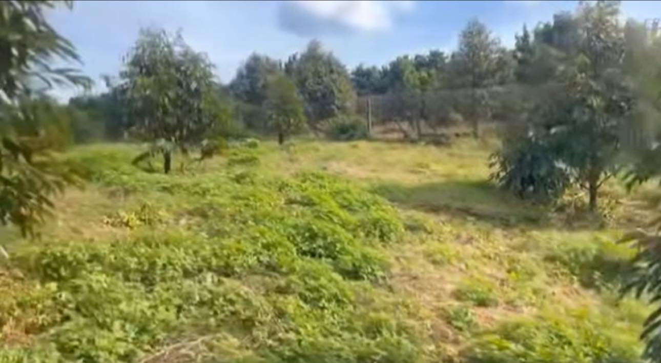 Farm 15.1ha tại Phú Nghĩa, Bình Phước - Giá chỉ 18.875 tỷ, sổ đỏ chính chủ!