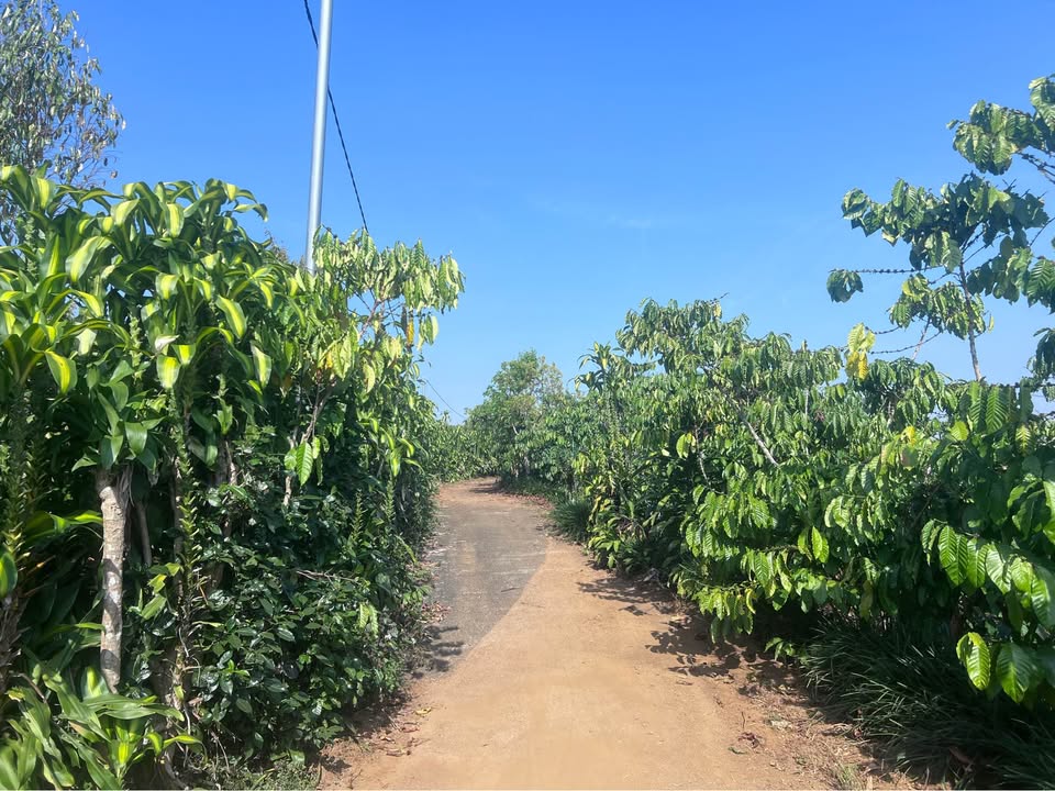 Đất nền 456m² tại hẻm Phùng Hưng, Bảo Lộc chỉ 1.35 tỷ - Cơ hội đầu tư tuyệt vời!