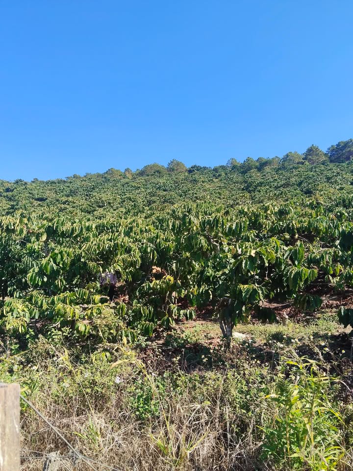 Đất thổ cư 300m² tại 9sao Cafe, xã Tà Năng, giá 3.2 tỷ - Cơ hội đầu tư lý tưởng!