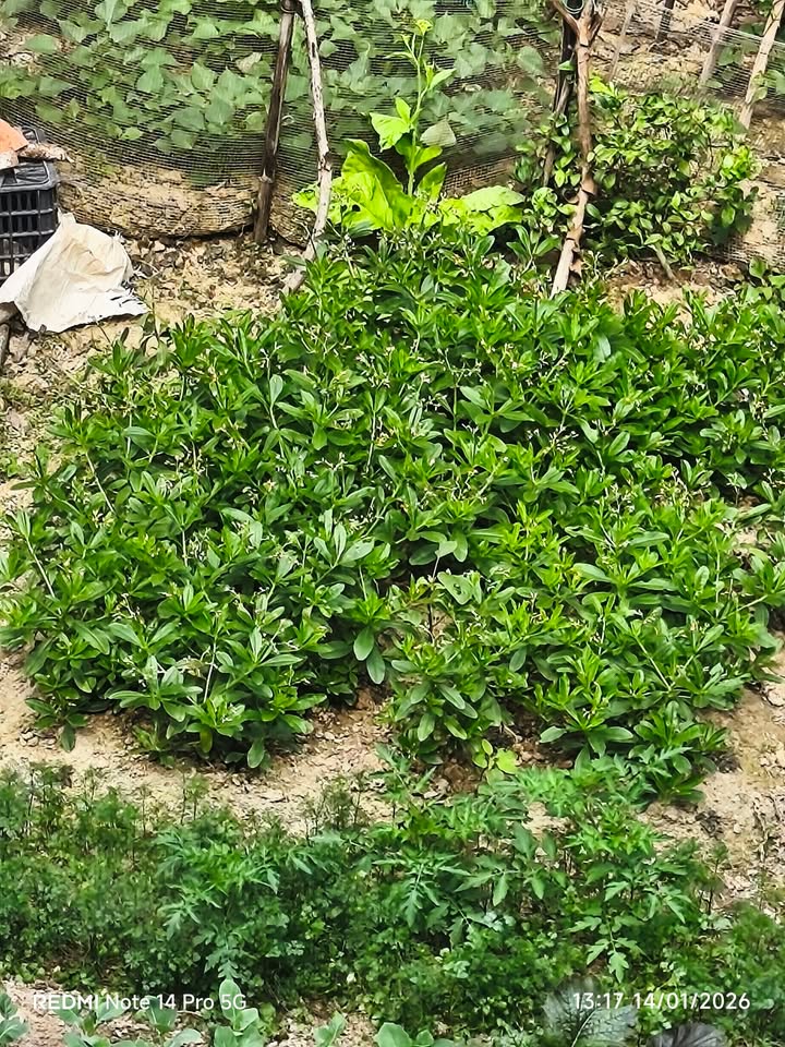 Đất nền trung tâm TP Thái Nguyên 115m² - Giá cả thương lượng hấp dẫn!