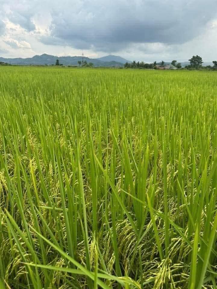 Đất nông nghiệp tại xã Cư Ê Wi, huyện Cư Kuin, 1ha giá 450 triệu - Cơ hội đầu tư hấp dẫn!