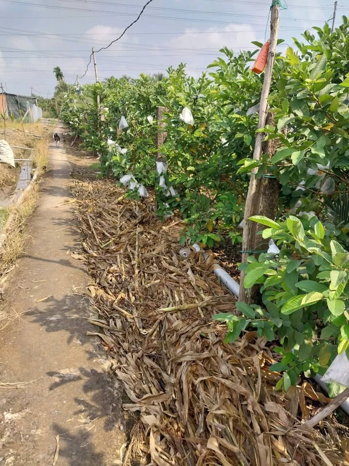 Đất Farm 2000m² tại Đông Hòa Châu Thành Tiền Giang - Bán gấp 1,2 tỷ!