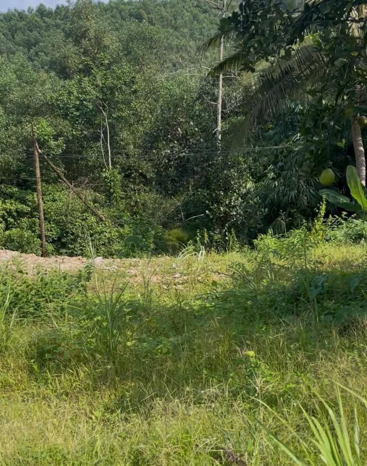 Đất Farm Phúc Tân 25.000m² giá 3 tỷ - Đầu tư sinh lời ngay!