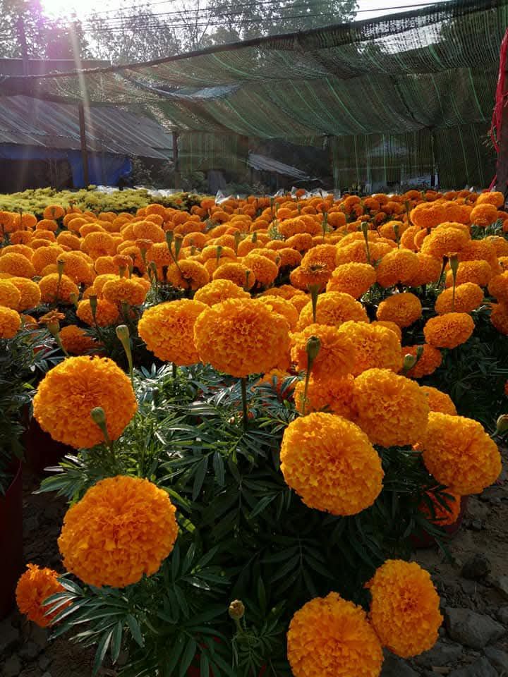 Đất nền xã Trường Đông, thị xã Hòa Thành 624m² giá 25 tỷ - Cơ hội đầu tư hiếm có!