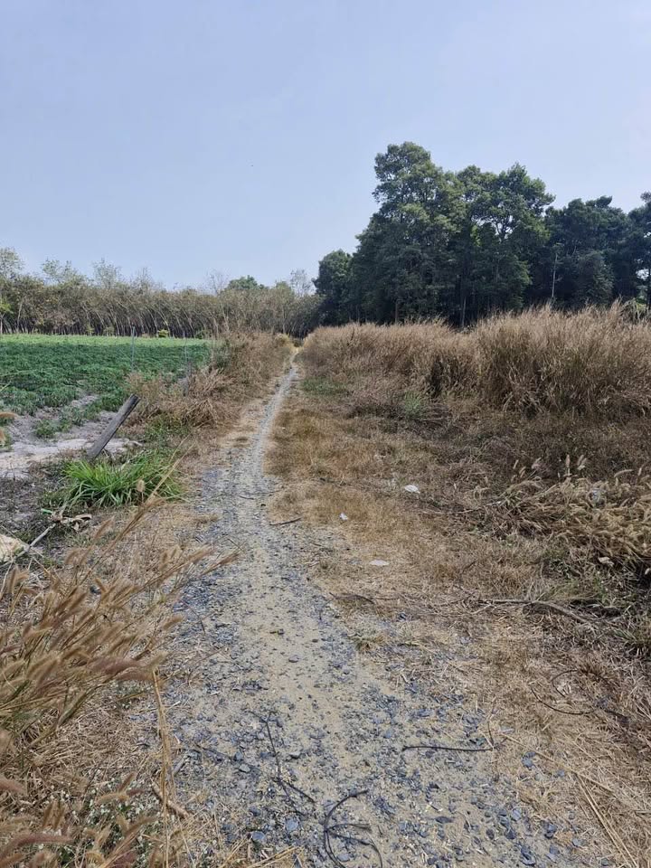 Đất cây hàng năm Phước Ninh, Dương Minh Châu 1050m² giá 400 triệu - Cơ hội đầu tư sinh lời!