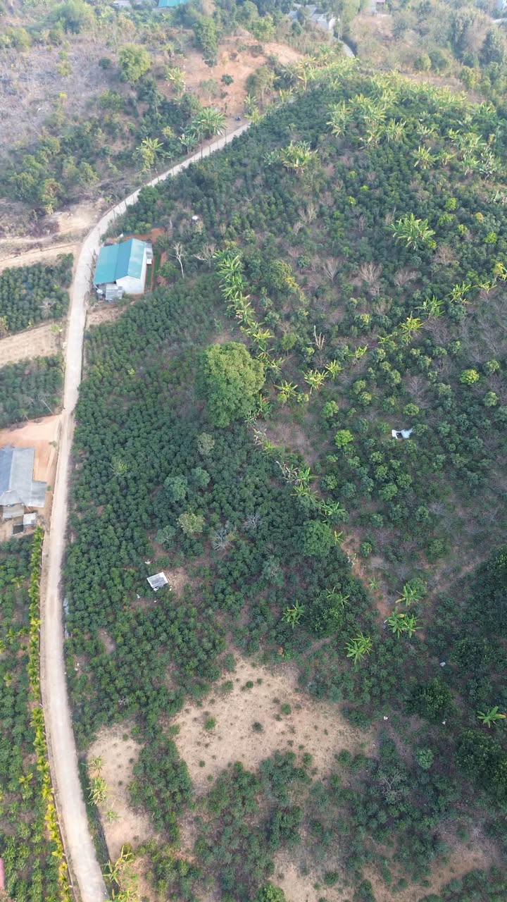 Farm 20,000m² tại Phường Tô Hiệu, Sơn La - Giá chỉ 1 tỷ, thương lượng ngay!