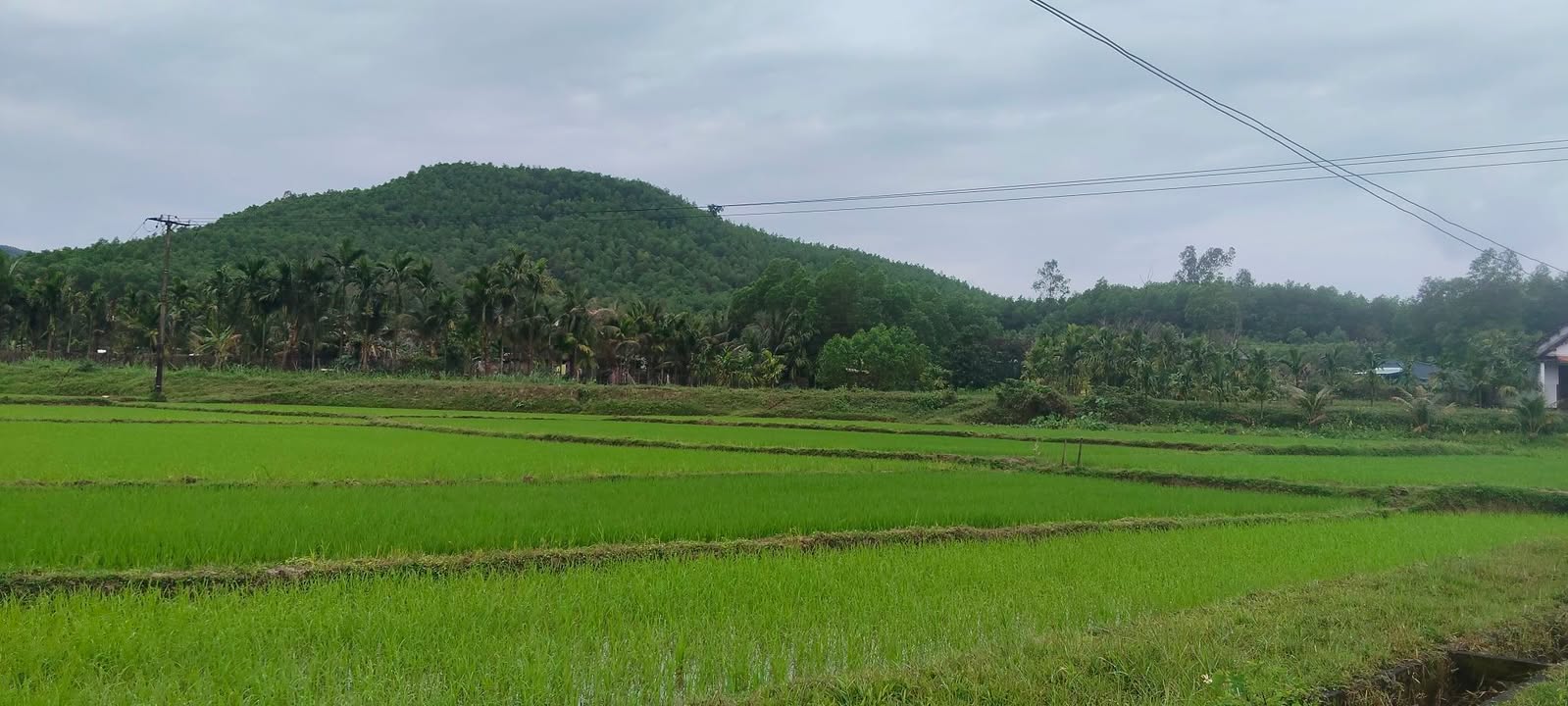 Đất nền 73m² đường Nguyễn Phan Vinh, Sơn Trà, Đà Nẵng giá 5 tỷ - Cơ hội đầu tư sinh lời!