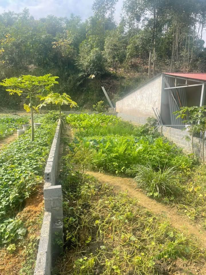 Đất nền Tổ 4 Duyên Hải Lào Cai 100m² giá 750 triệu - Cơ hội đầu tư sinh lời cao!