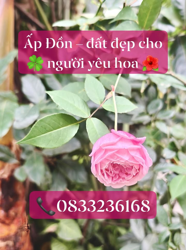 Đất kinh doanh 90m² tại Yên Trung, Yên Phong chỉ 4 tỷ - Đầu tư sinh lời ngay!