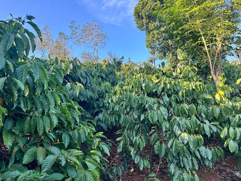 Đất nền xã Quảng Tâm, Tuy Đức 10,000m² - Sổ đỏ chính chủ, giá 710 triệu VND!