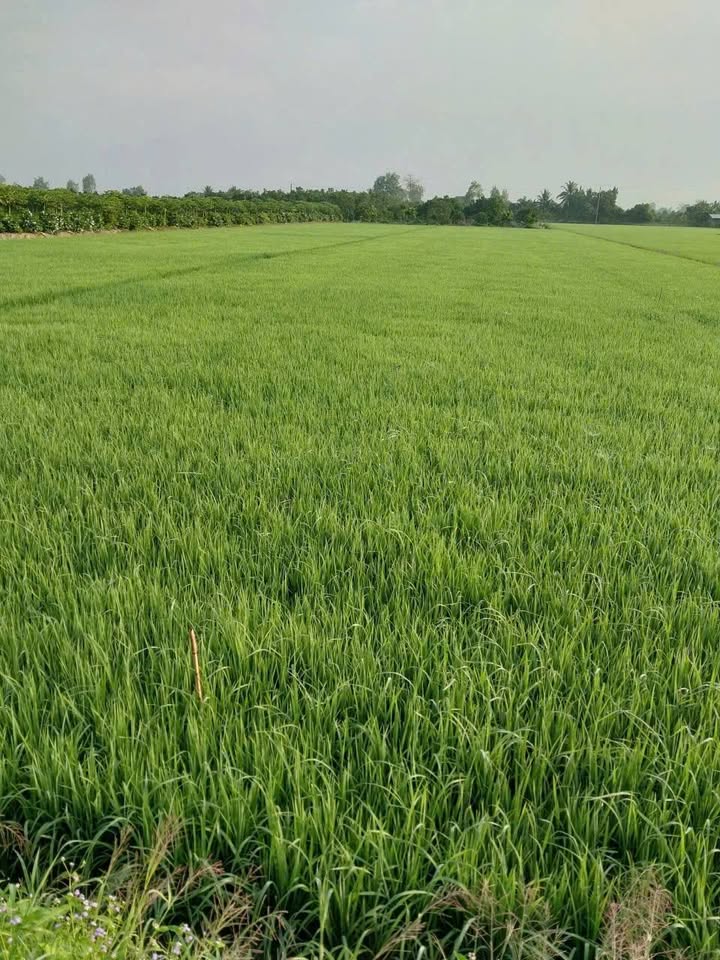 Đất nông nghiệp 5.000m² huyện Cai Lậy giá 1.05 tỷ - Mặt tiền đường rộng 36m