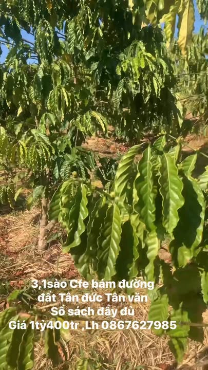 Đất Farm 3,1 sào tại Tân Văn, Lâm Hà - Giá chỉ 1,4 tỷ, sổ hồng đầy đủ!