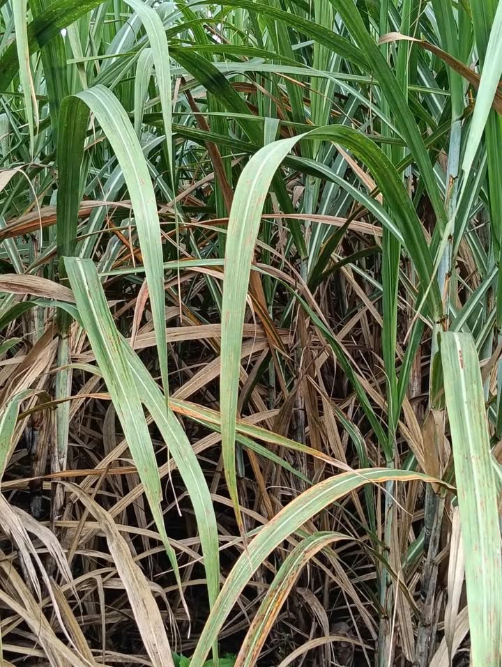 Lô đất Farm 9ha tại Thôn 3, Xã Cư Prao - Đầu tư sinh lời hấp dẫn!